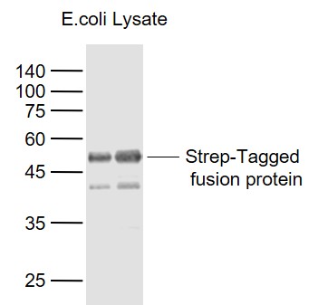 Rabbit anti-Strep-Tag II Polyclonal Antibody