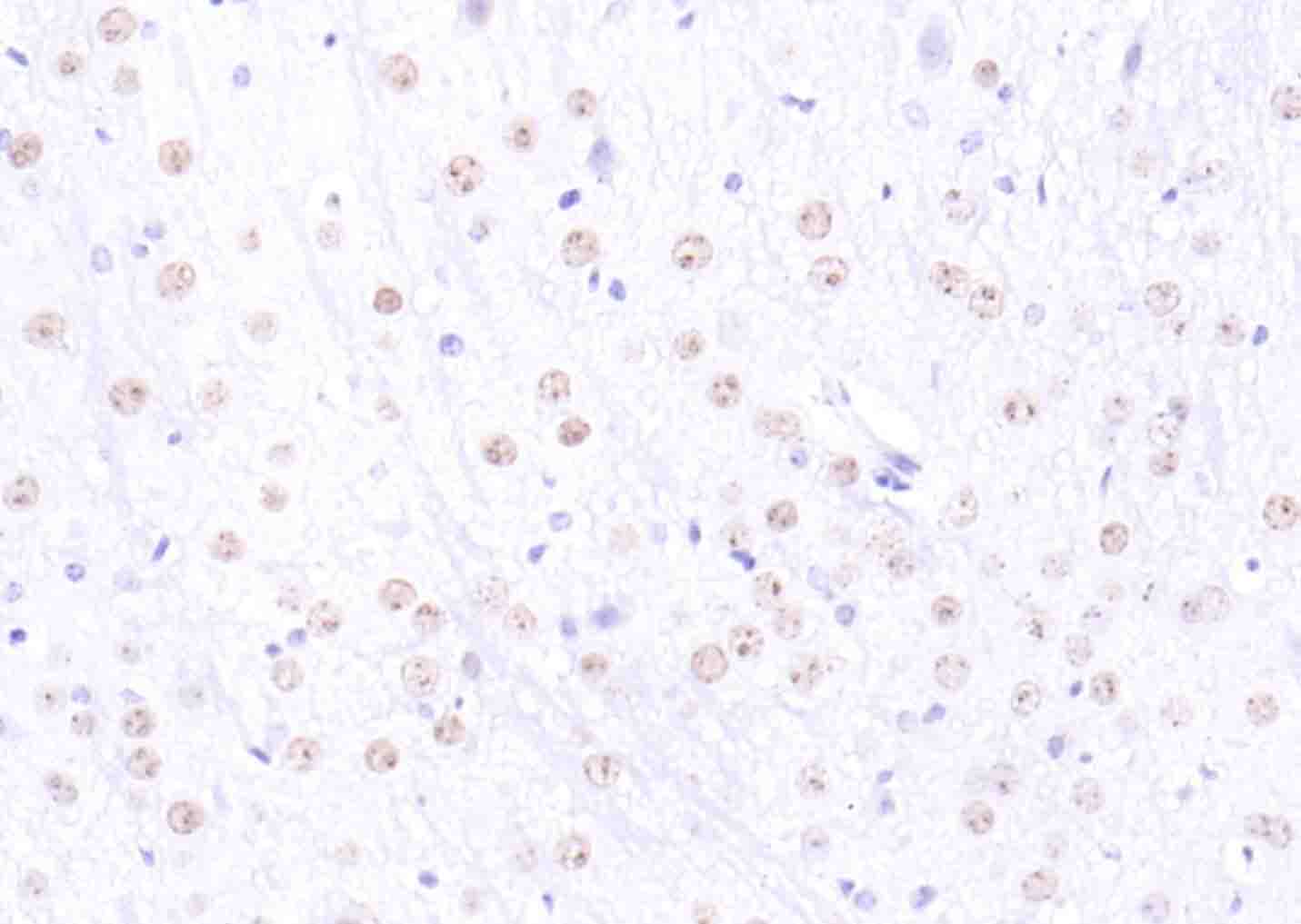Rabbit anti-Histone H2A.x Polyclonal Antibody