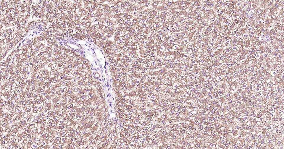 Rabbit anti-Cytochrome C Monoclonal Antibody