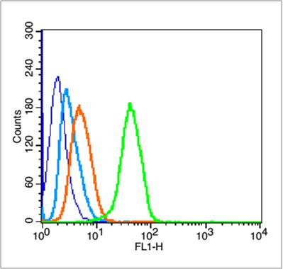 Rabbit anti-Phospho-P53(Ser46) Polyclonal Antibody