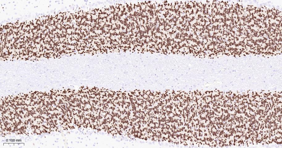 Rabbit anti-NeuN Monoclonal Antibody