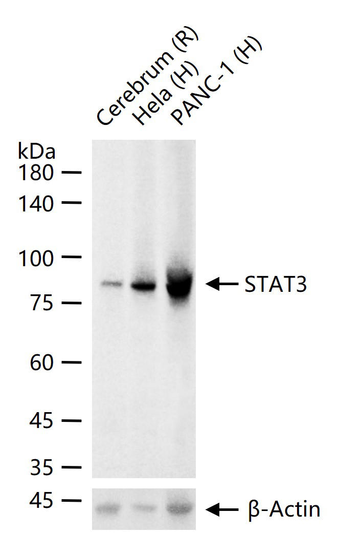 Rabbit anti-Stat3 Monoclonal Antibody