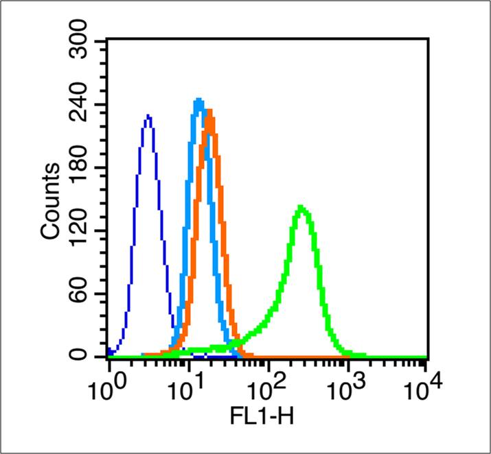 Rabbit anti-Phospho-Cyclin B1(Ser147) Polyclonal Antibody