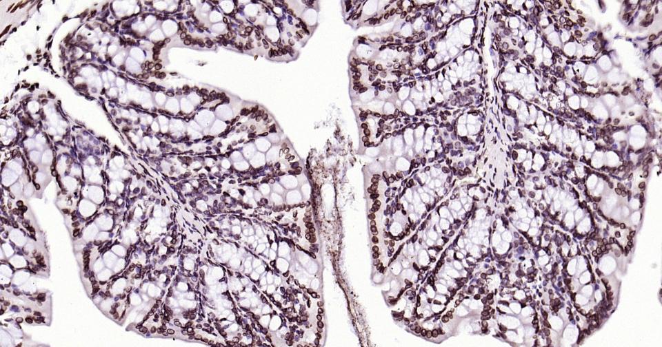 Rabbit anti-Lamin B1 Monoclonal Antibody