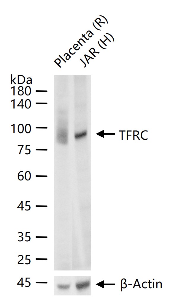 Rabbit anti-CD71/Transferrin Receptor Monoclonal Antibody