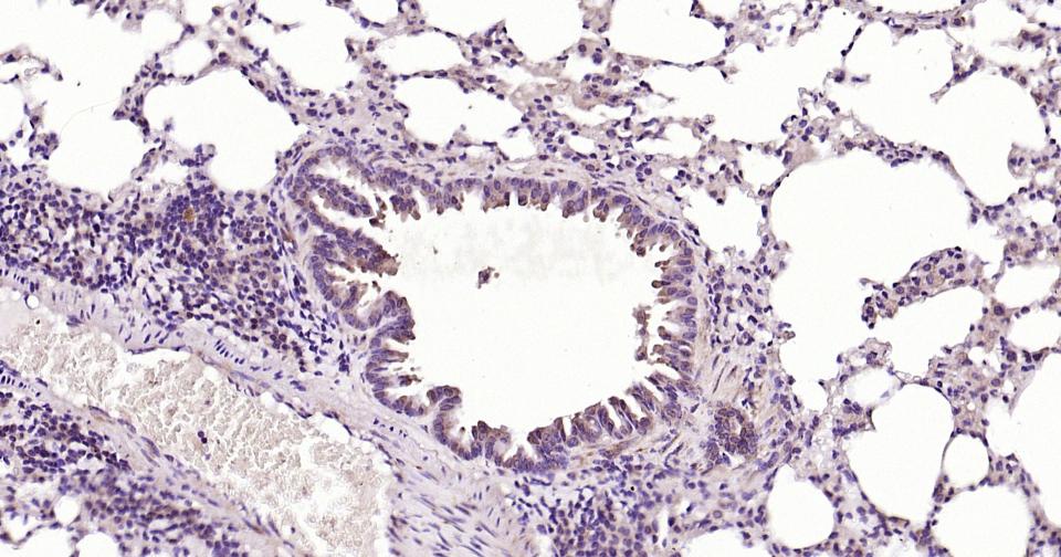 Rabbit anti-Caspase-9 Monoclonal Antibody