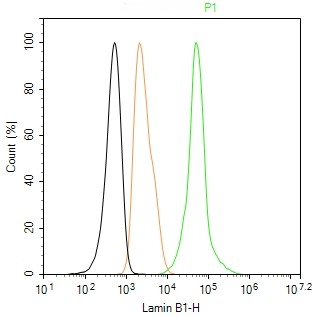 Rabbit anti-Lamin B1 Monoclonal Antibody
