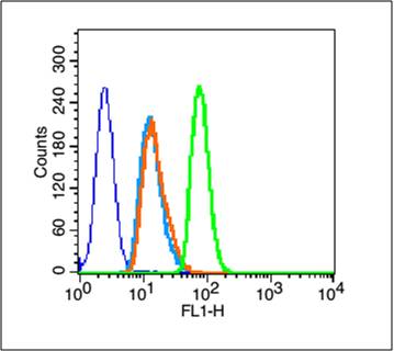 Rabbit anti-Phospho-HSP27(Ser15) Polyclonal Antibody