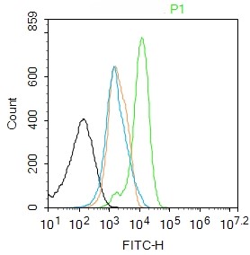 Rabbit anti-Phospho-NFKB p65(Thr505) Polyclonal Antibody