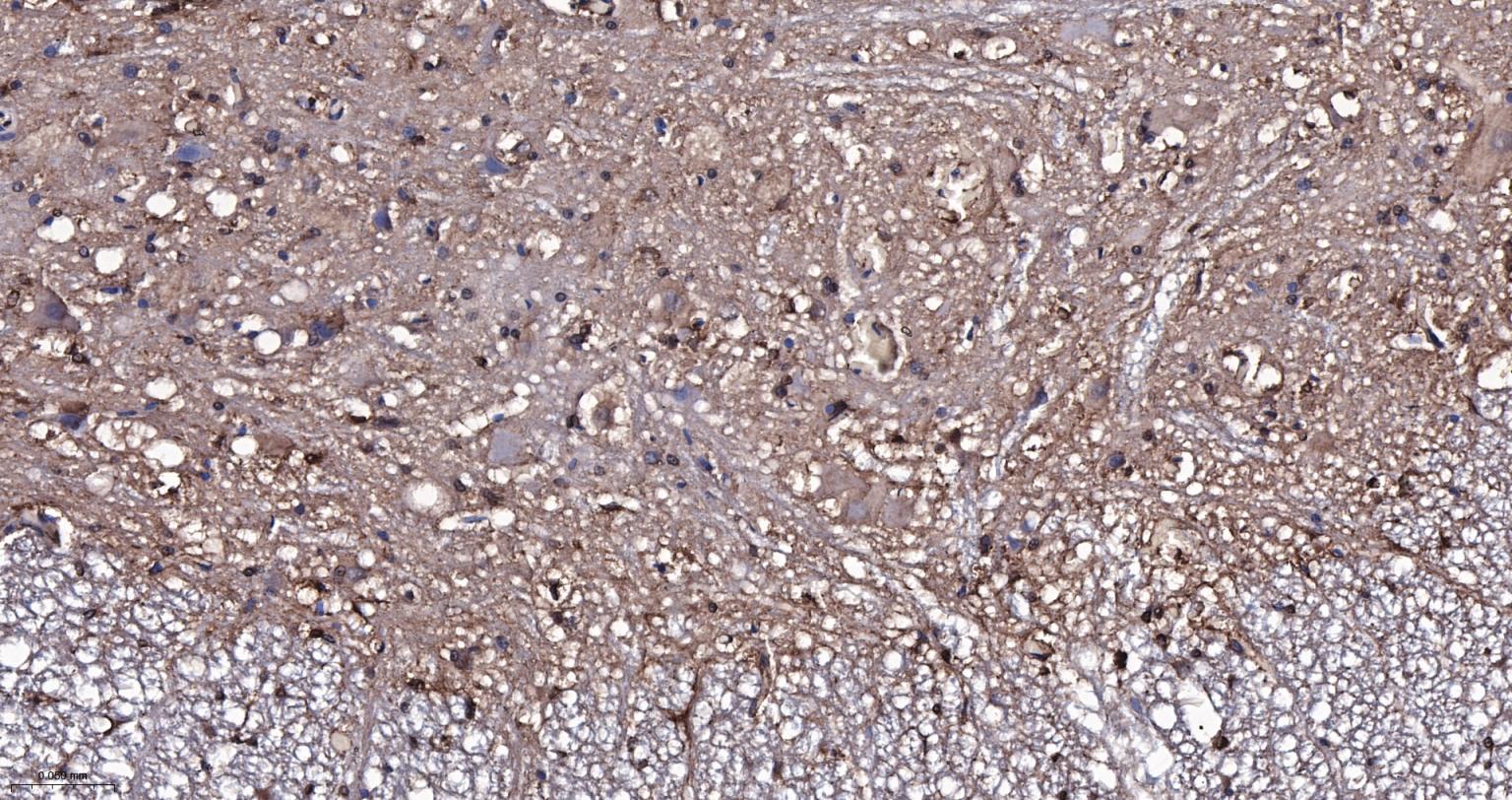 Rabbit anti- BDNF Monoclonal Antibody