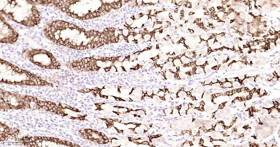 Rabbit anti-AGR2 Monoclonal Antibody