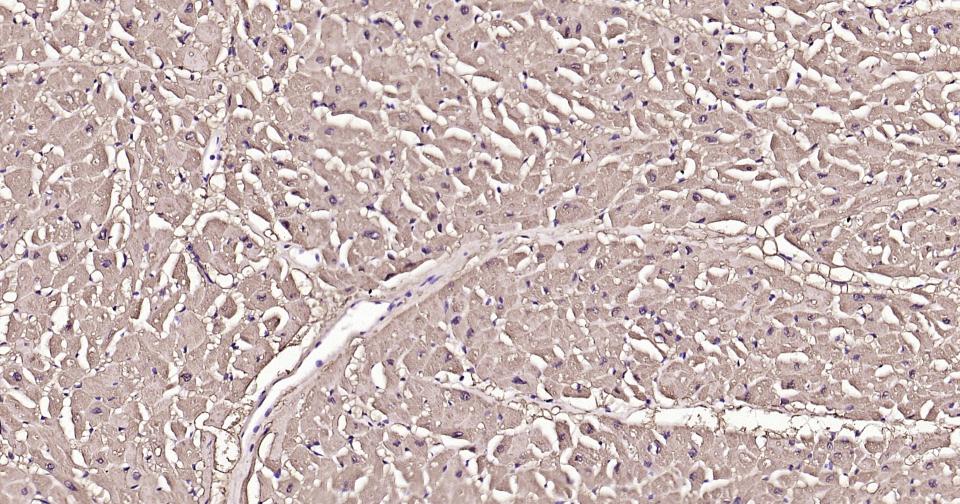 Rabbit anti-Myoglobin Polyclonal Antibody