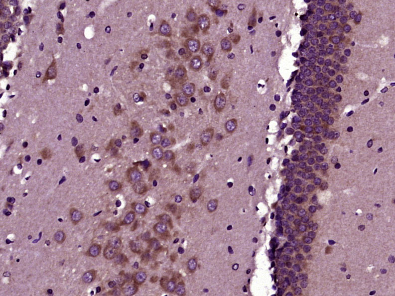 Rabbit anti-Phospho-GAP43(Ser41) Polyclonal Antibody