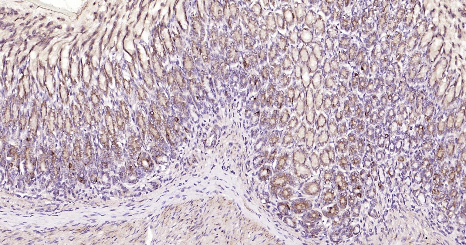 Rabbit anti-Beclin 1 Polyclonal Antibody