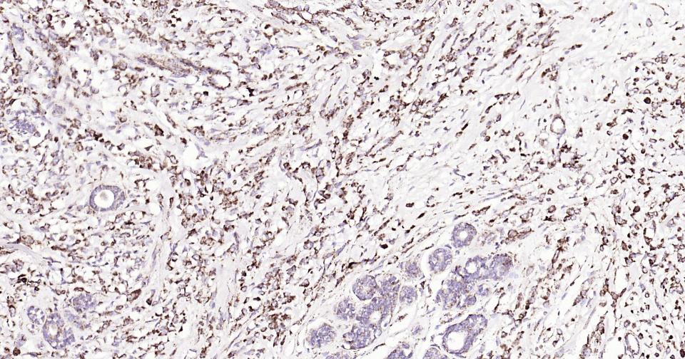 Rabbit anti-CD9 Monoclonal Antibody