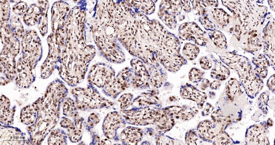 Rabbit anti-Cyclin E1 Monoclonal Antibody