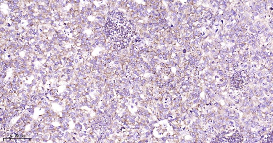 Rabbit anti-COX IV Monoclonal Antibody