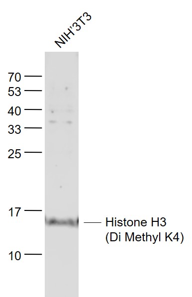 Rabbit anti-DiMethyl-Histone H3(Lys4) Polyclonal Antibody