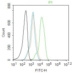 Rabbit anti-Phospho-Cyclin B1(Ser147) Polyclonal Antibody