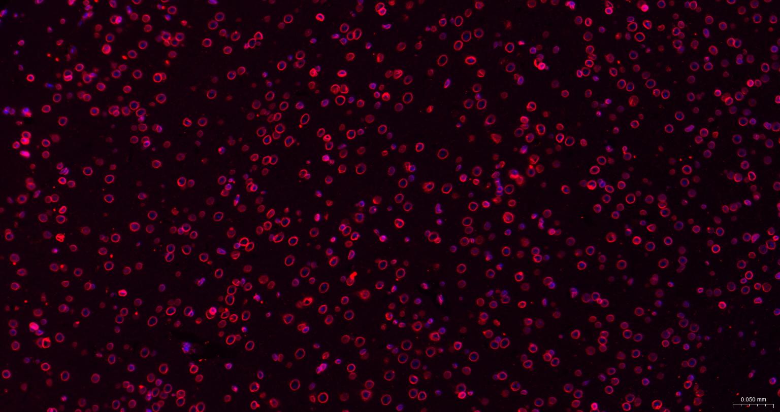 Rabbit anti-Lamin B1 Monoclonal Antibody