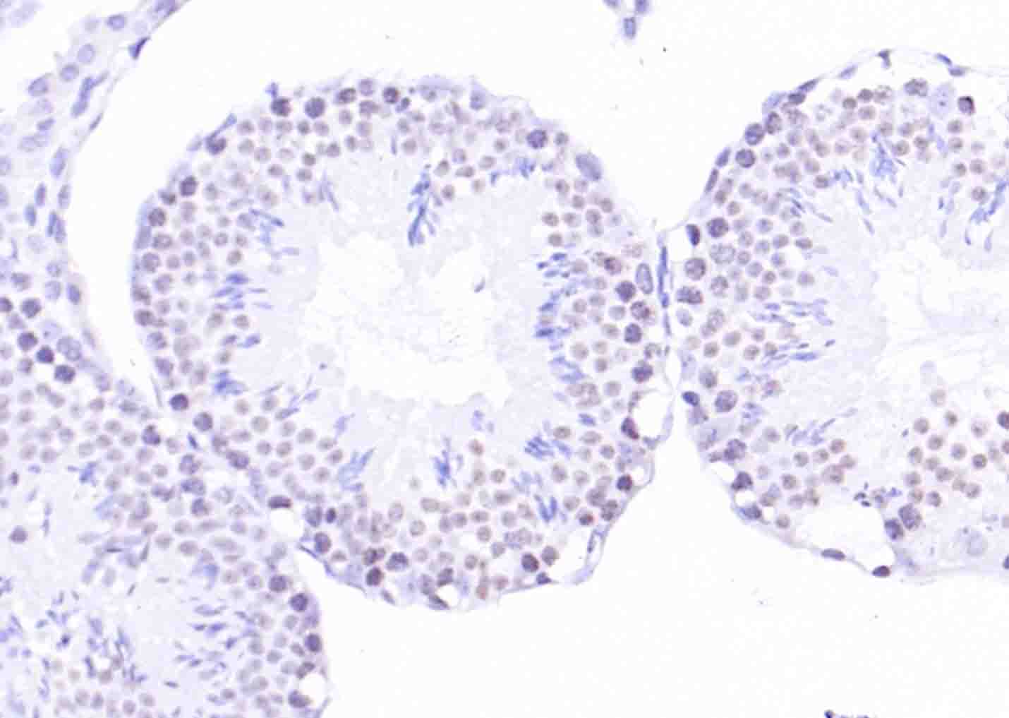 Rabbit anti-Histone H2A.x Polyclonal Antibody