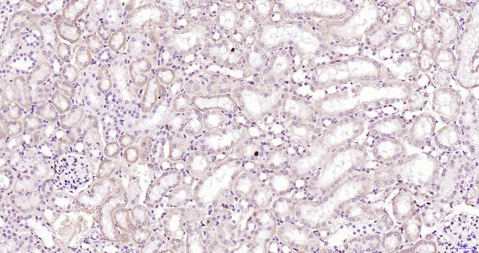 Rabbit anti-PCNA(Nuclear Loading Control) Monoclonal Antibody