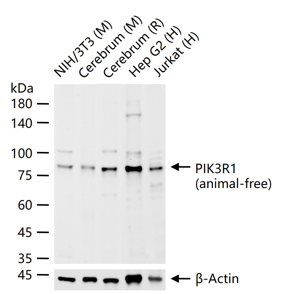 Mouse anti-PI 3 Kinase p85α Monoclonal Antibody