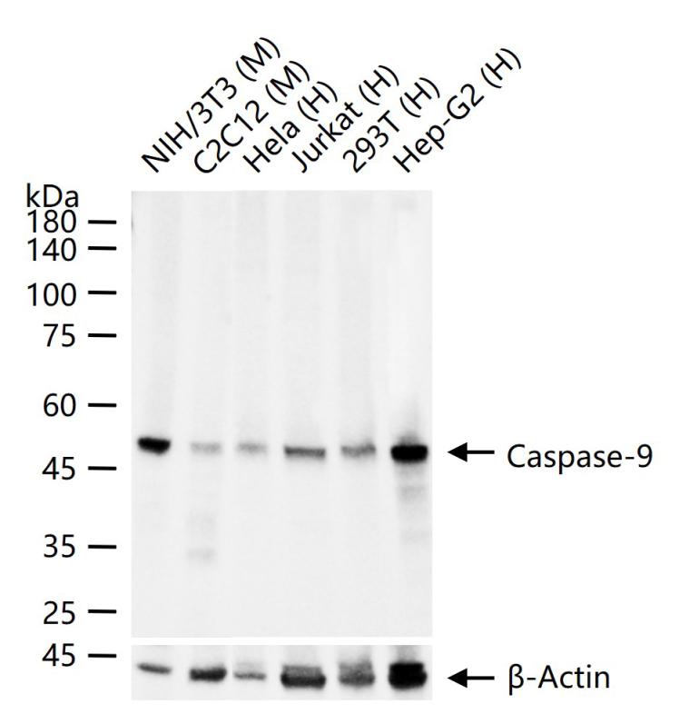Rabbit anti-Caspase-9 Monoclonal Antibody