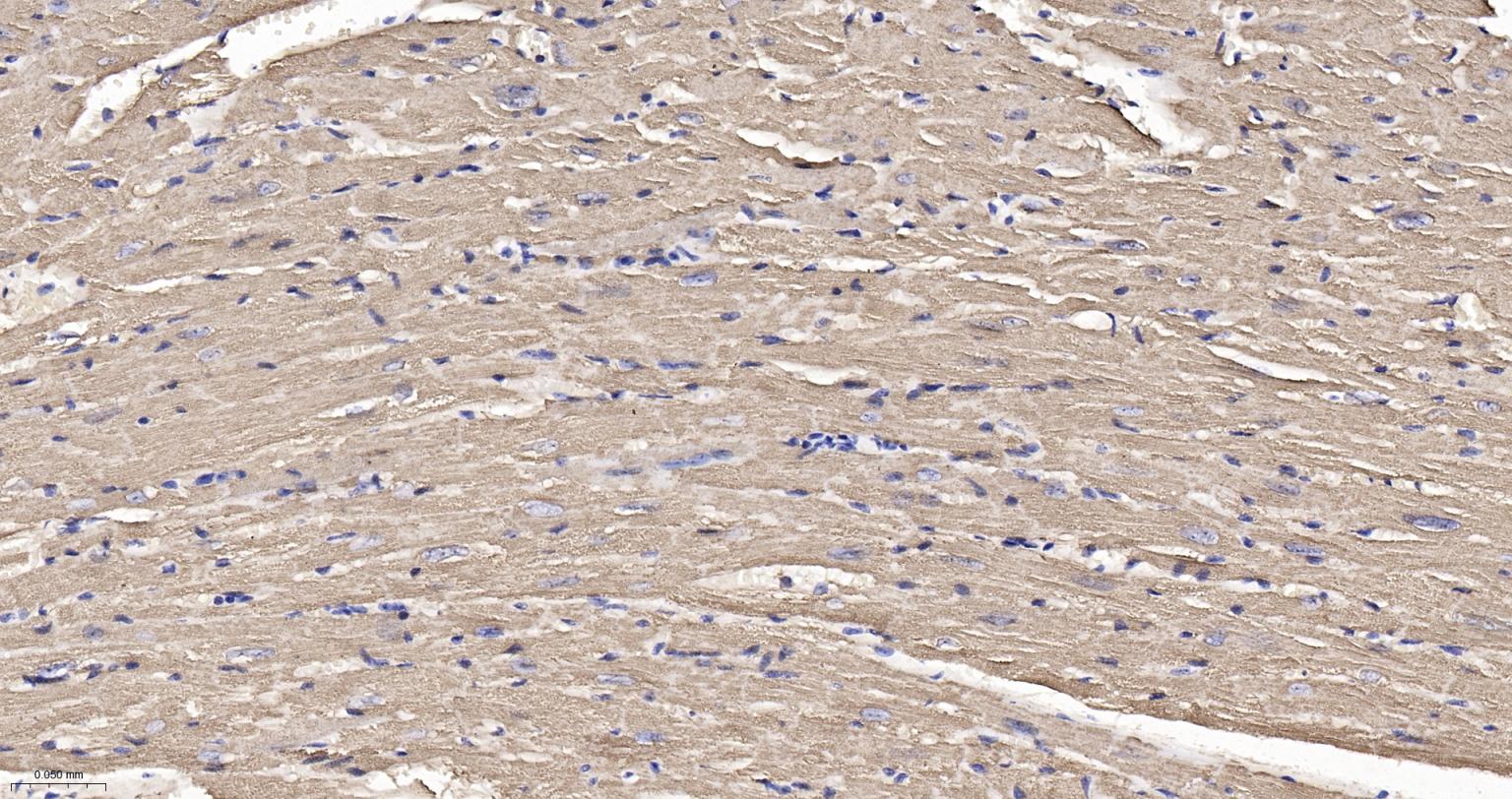 Rabbit anti-Cytochrome C Monoclonal Antibody