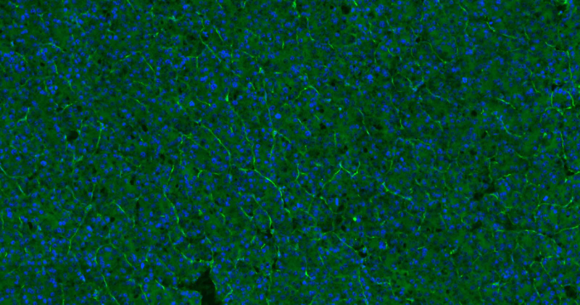 Mouse anti-CD31 Monoclonal Antibody
