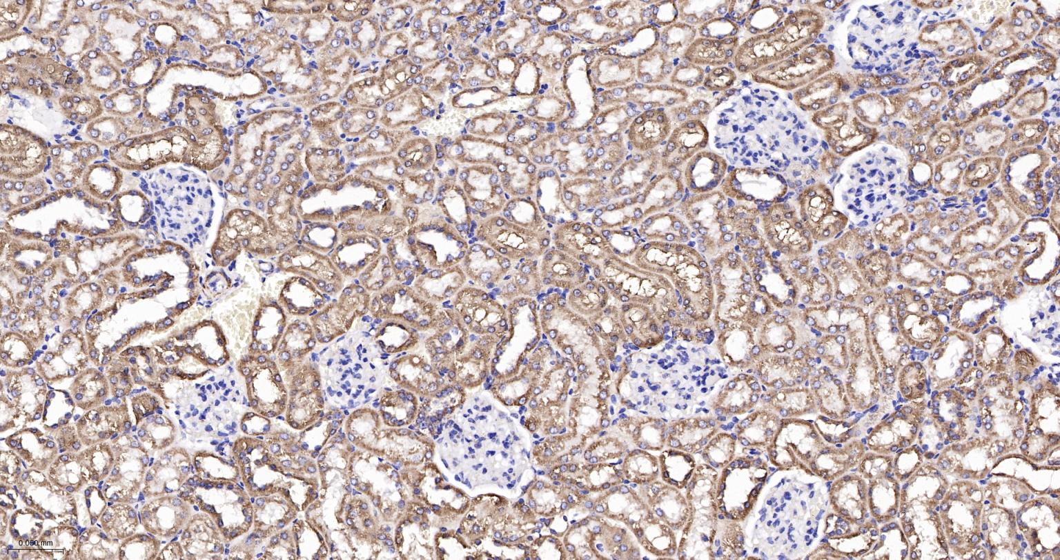 Rabbit anti-Cytochrome C Monoclonal Antibody