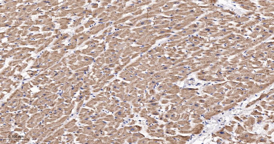 Rabbit anti-TSG101 Monoclonal Antibody