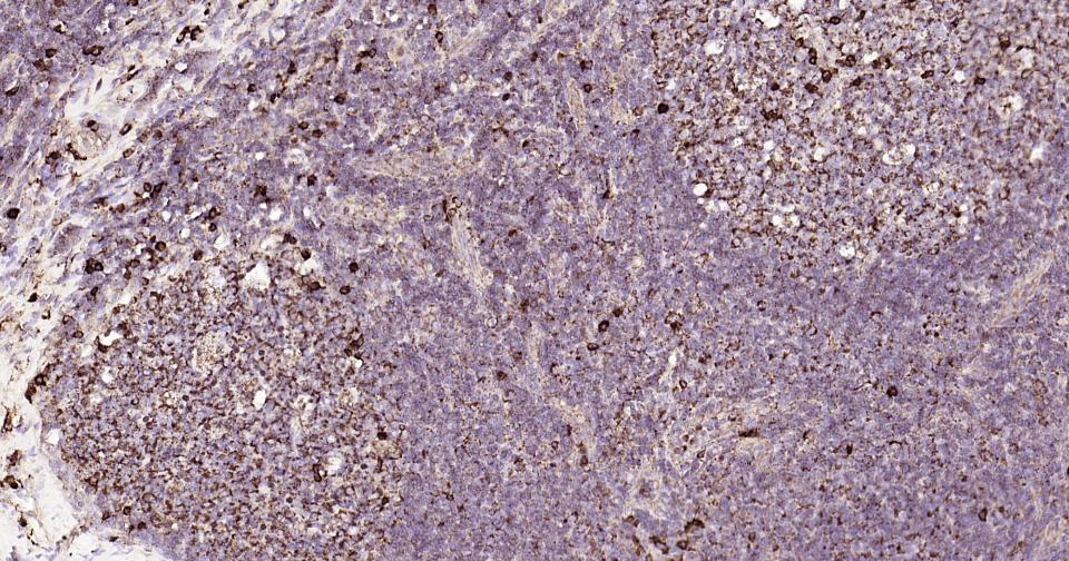 Rabbit anti-CD9 Monoclonal Antibody