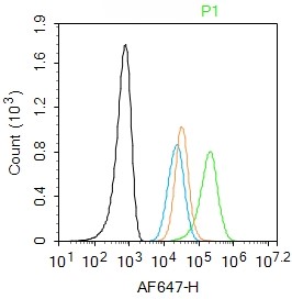 Rabbit anti-Phospho-MCSF Receptor(Tyr723) Polyclonal Antibody