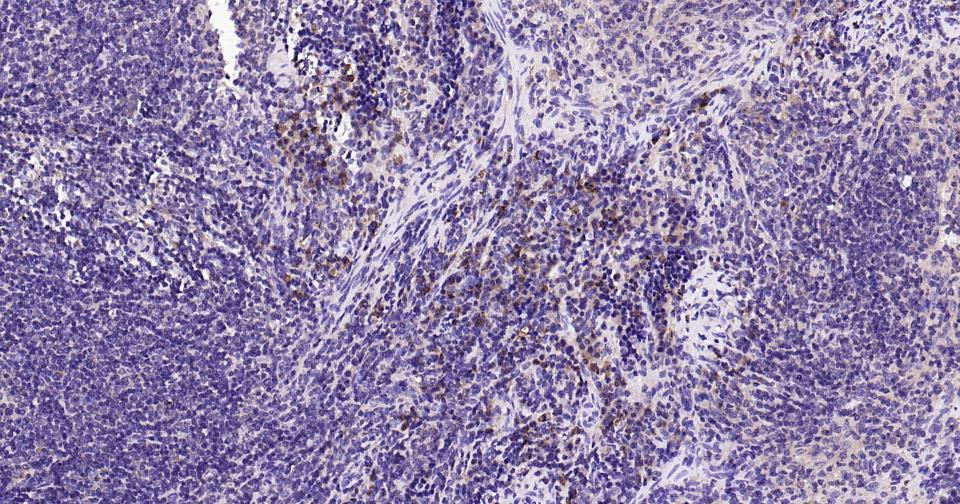 Rabbit anti-Bax Monoclonal Antibody