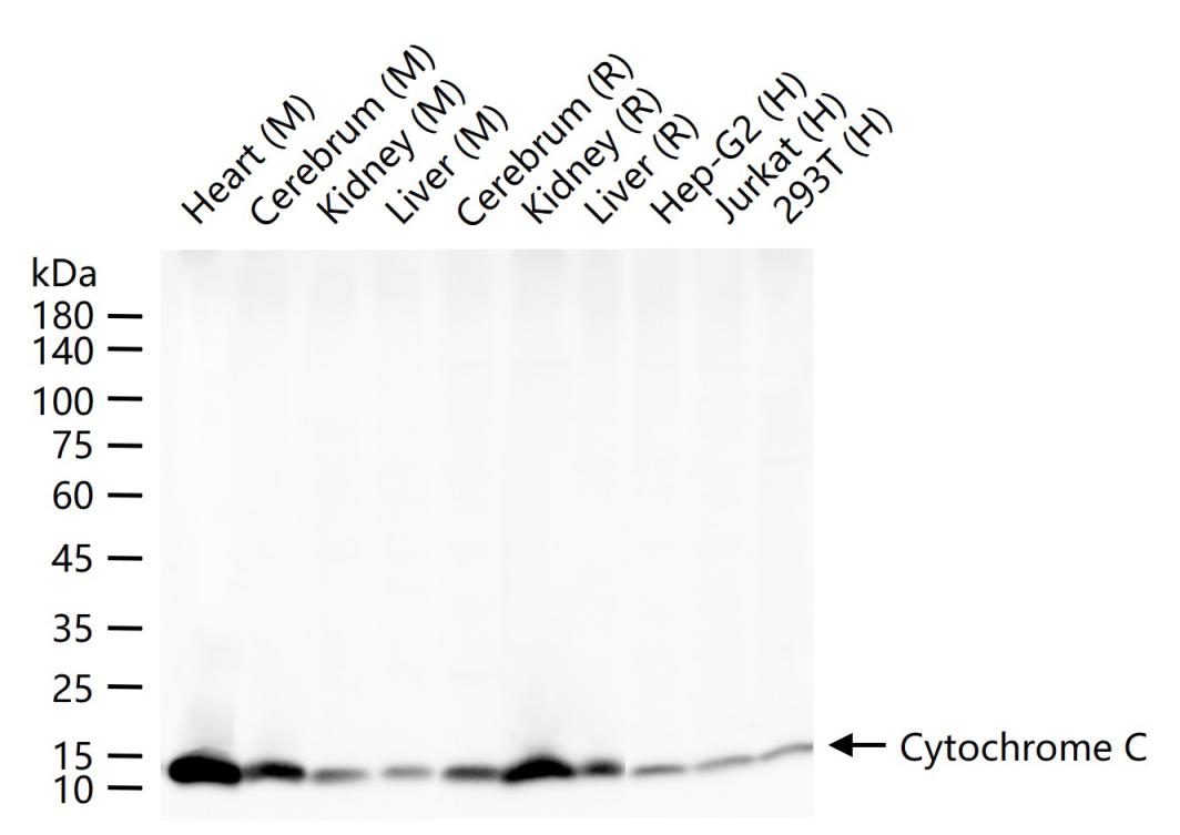 Rabbit anti-Cytochrome C Monoclonal Antibody