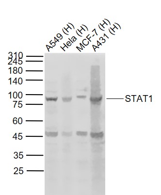 Mouse anti-STAT1 Monoclonal Antibody