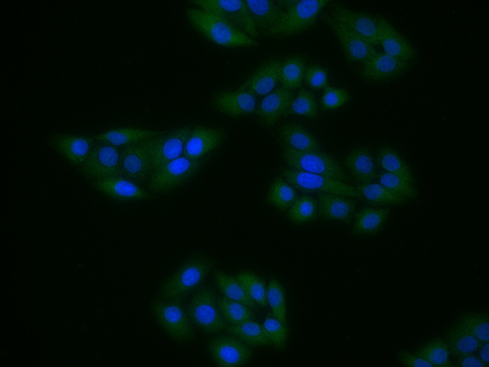 Rabbit anti-GPR43 Polyclonal Antibody