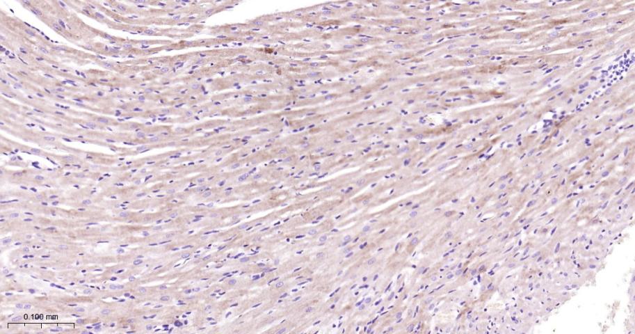 Rabbit anti-COX IV Monoclonal Antibody