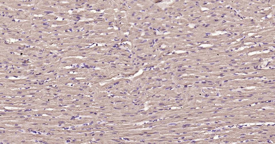 Rabbit anti-Myoglobin Polyclonal Antibody