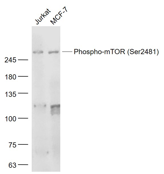 Rabbit anti-Phospho-mTOR(Ser2481) Polyclonal Antibody