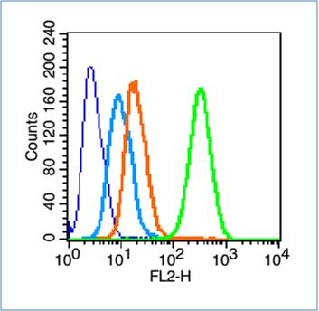 Rabbit anti-Phospho-GAP43(Ser41) Polyclonal Antibody
