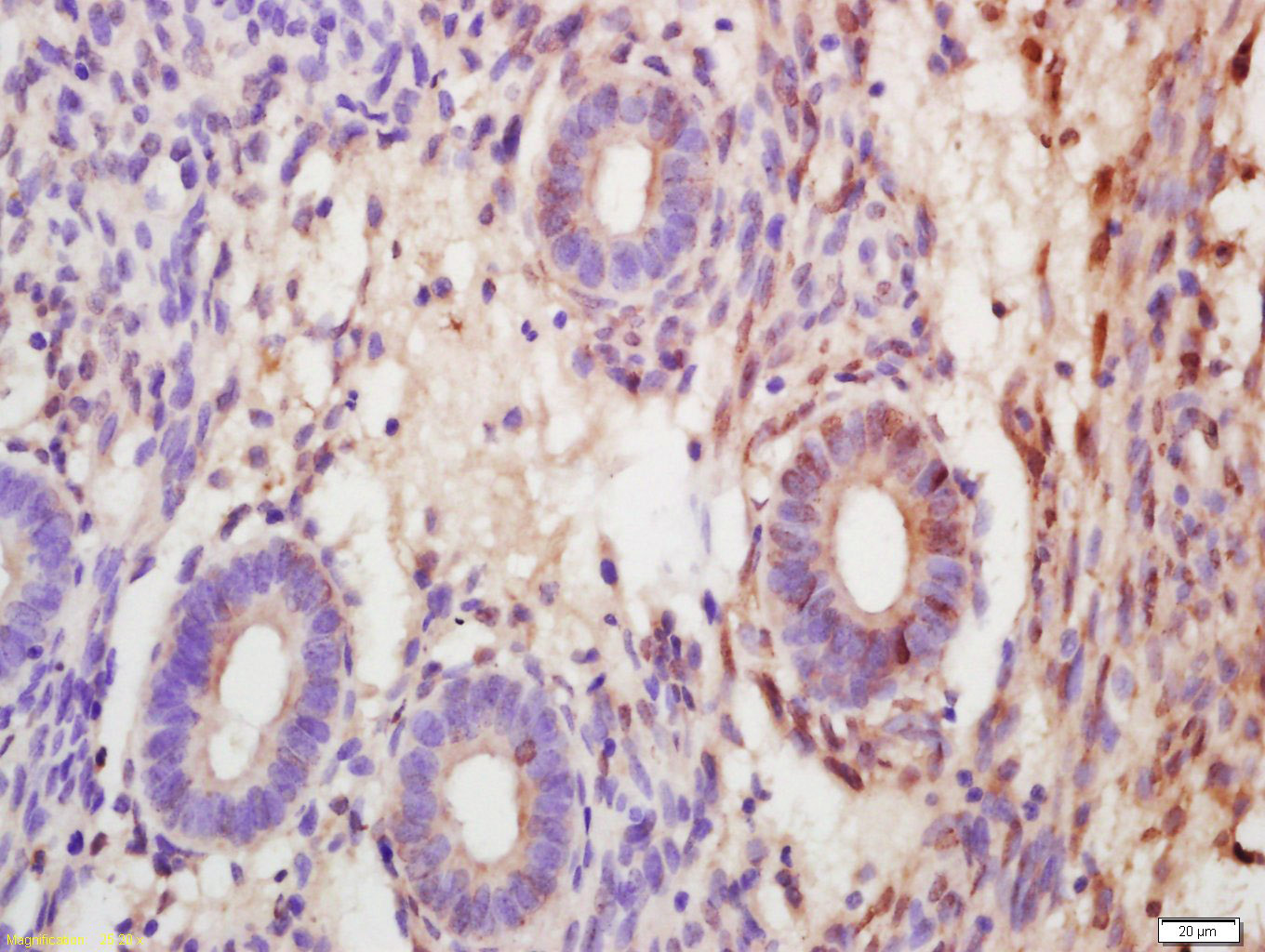 Rabbit Anti-SOX7 Polyclonal Antibody