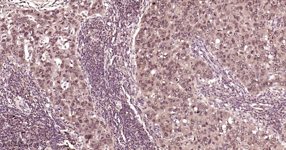 Rabbit anti-NADPH Oxidase 4  Monoclonal Antibody