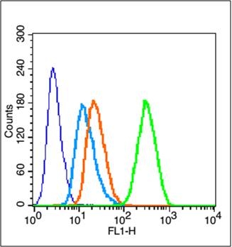 Rabbit anti-Caspase-1 P10 Polyclonal Antibody