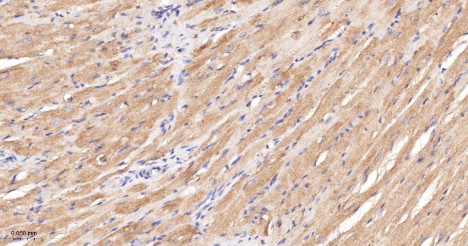 Rabbit anti-LDHA Polyclonal Antibody