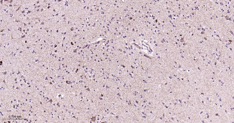 Rabbit anti-COX IV Monoclonal Antibody