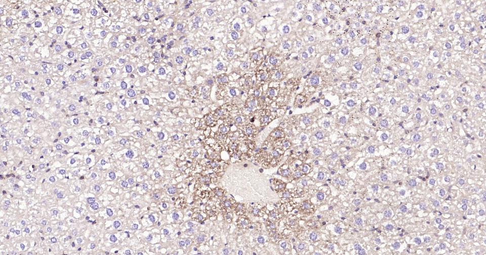 Rabbit anti-Bax Monoclonal Antibody