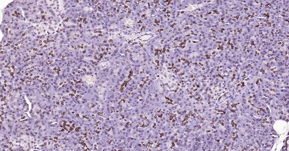 Rabbit anti-Lamin B1 Monoclonal Antibody