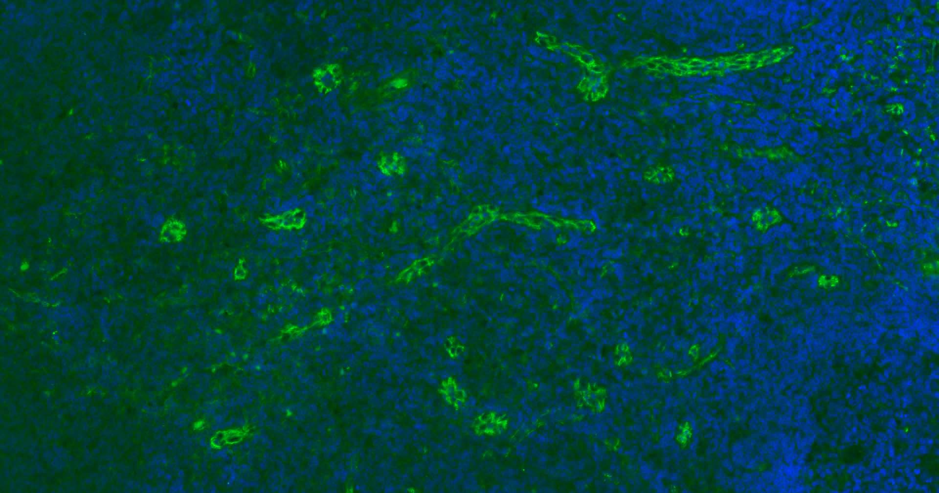Mouse anti-CD31 Monoclonal Antibody